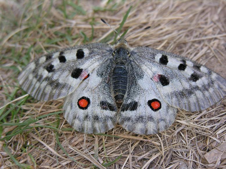 Parnassius apollo?